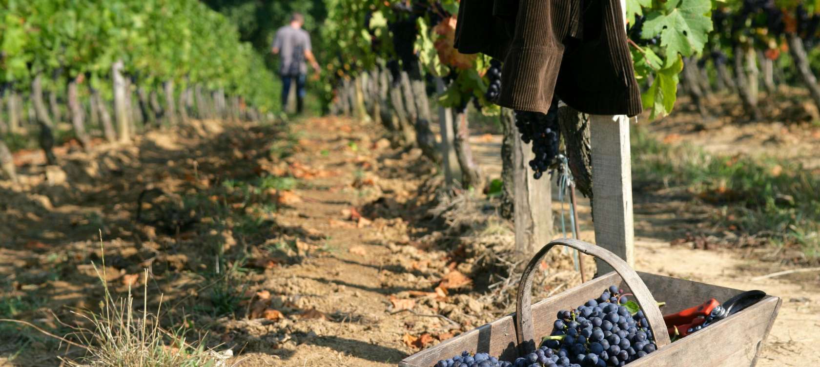 Immagine di filare di vigna di Cantine Fiore Puglia