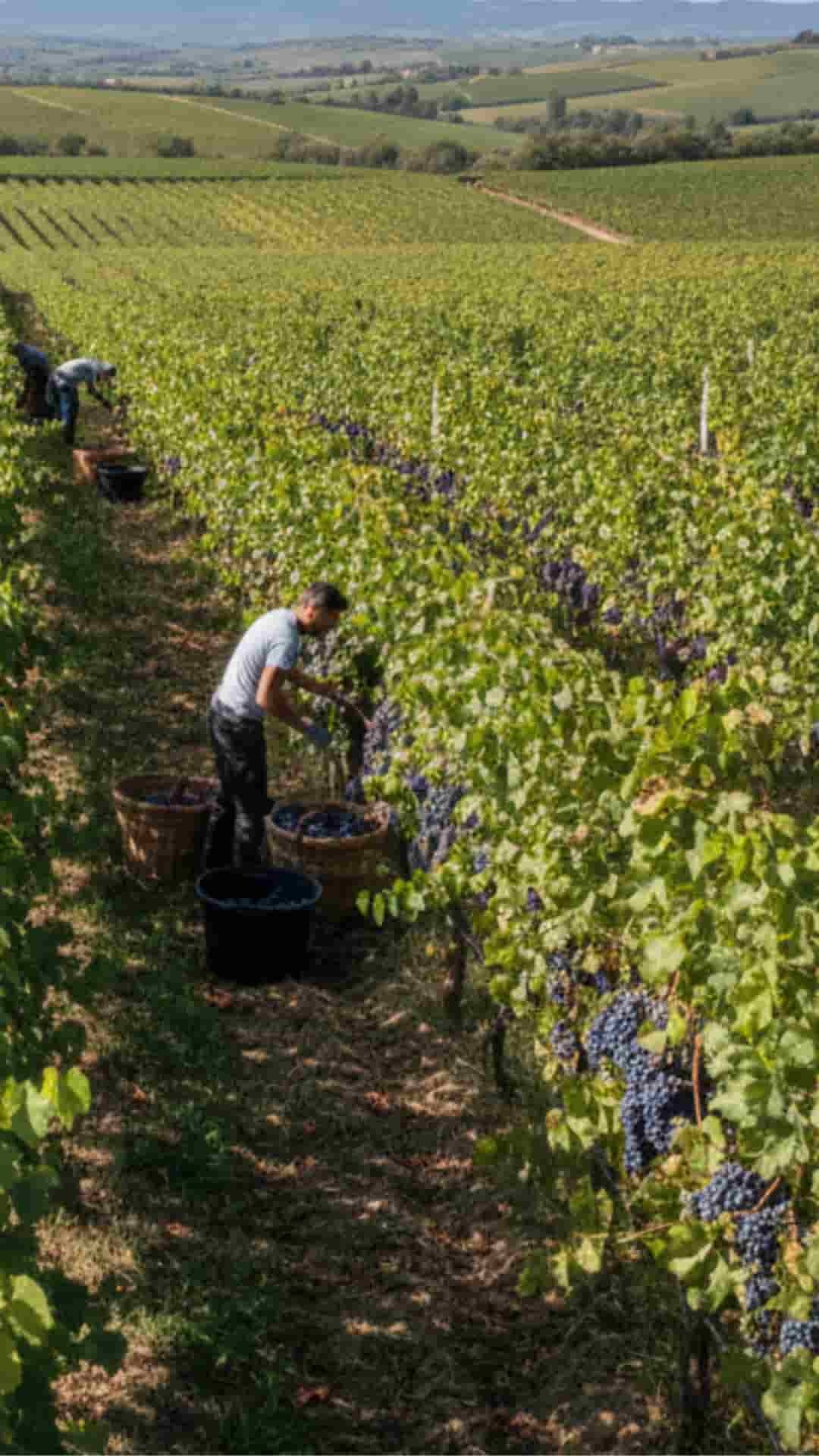 Vendemmia in una vigna di Cantine Fiore