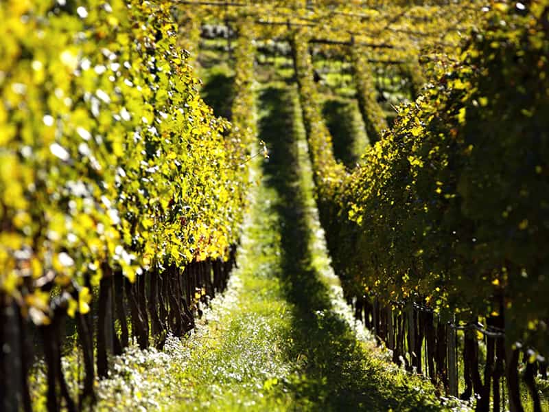 Filare di un vigneto di Cantine Fiore