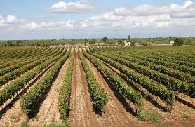 Panorama di un vigneto della Murgia Pugliese