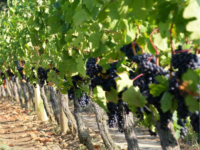 Immagine di viti del vigneto di Cantine Fiore